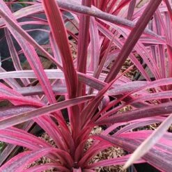 Cordyline Australis Pink Passion -Plant Series Store Cordyline australis Pink Passion 06
