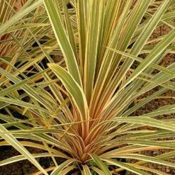 Cordyline Australis Torbay Dazzler -Plant Series Store Cordyline australis Torbay Dazzler 04