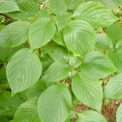 Cornus Controversa - Wedding Cake Tree (Green Foliage) -Plant Series Store Cornus controversa 03
