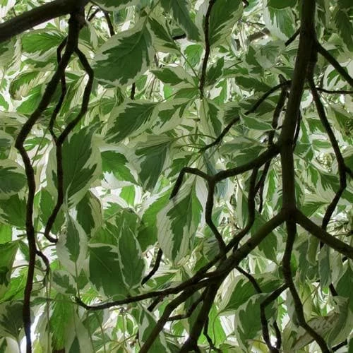Cornus Controversa Variegata - Wedding Cake Tree 2 Cornus Controversa Variegata - Wedding Cake Tree - Image 2