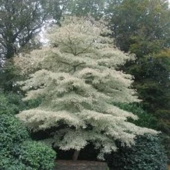 Cornus Controversa Variegata - Wedding Cake Tree 6 Cornus Controversa Variegata - Wedding Cake Tree -Plant Series Store Cornus controversa Variegata 05