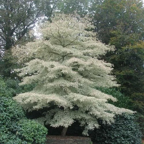 Cornus Controversa Variegata - Wedding Cake Tree 3 Cornus Controversa Variegata - Wedding Cake Tree - Image 3