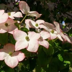 Cornus Kousa Satomi - Japanese Dogwood -Plant Series Store Cornus kousa Satomi 01