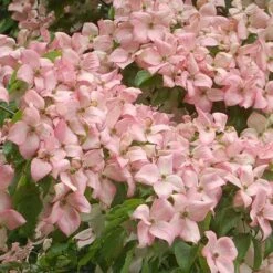 Cornus Kousa Satomi - Japanese Dogwood -Plant Series Store Cornus kousa Satomi 05