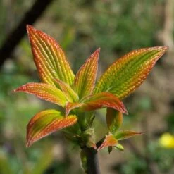 Cornus Alternifolia Golden Shadows -Plant Series Store Cornus alternifolia Golden Shadows 03