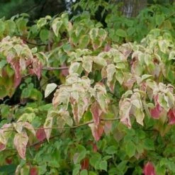Cornus Alternifolia Golden Shadows -Plant Series Store Cornus alternifolia Golden Shadows 05x