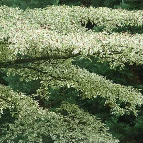 Cornus Alternifolia Argentea 2 Cornus Alternifolia Argentea - Image 2