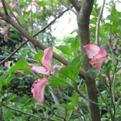 Cornus Florida Rubra -Plant Series Store Cornus florida Rubra 02