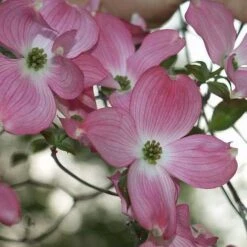Cornus Florida Rubra -Plant Series Store Cornus florida Rubra 03
