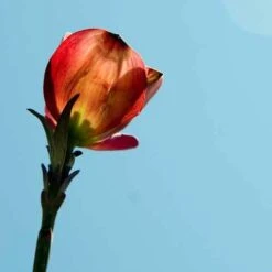 Cornus Florida Rubra -Plant Series Store Cornus florida Rubra 04