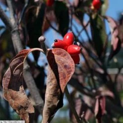Cornus Florida Rubra -Plant Series Store Cornus florida Rubra 06