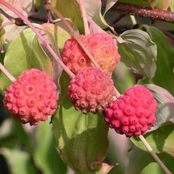 Cornus Kousa -Plant Series Store Cornus kousa 03