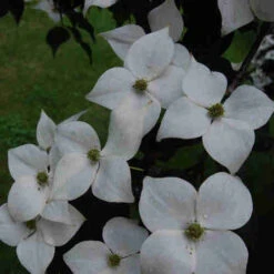 Cornus Kousa Var. Chinensis Claudia - Japanese Dogwood -Plant Series Store Cornus kousa Claudia 06