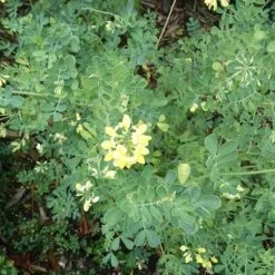 Coronilla Valentina Subsp. Glauca Citrina -Plant Series Store Coronilla valentina subsp glauca Citrina