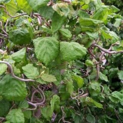 Corylus Avellana Contorta -Plant Series Store Corylus avellana Contorta 09