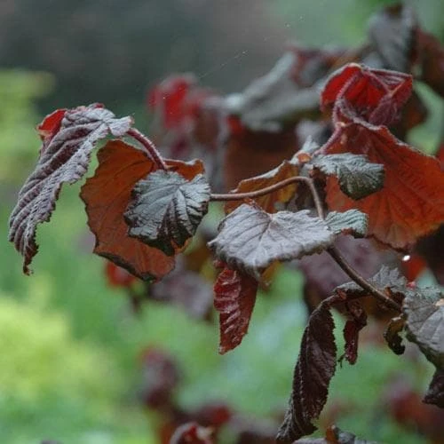 Corylus Avellana Red Majestic 1 Corylus Avellana Red Majestic