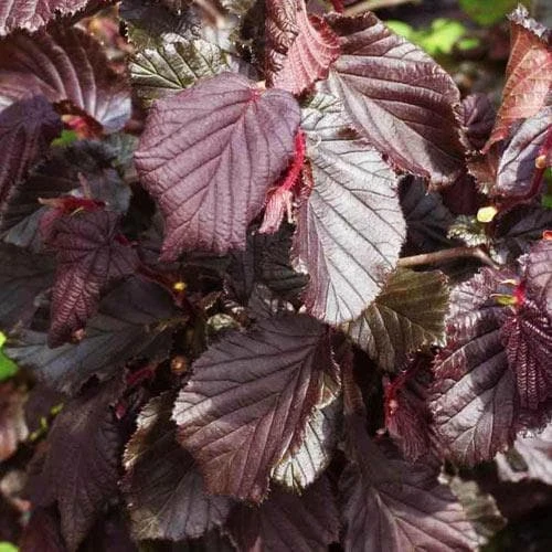Corylus Avellana Red Majestic 2 Corylus Avellana Red Majestic - Image 2