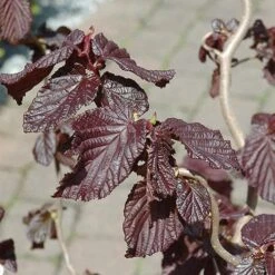 Corylus Avellana Red Majestic 7 Corylus Avellana Red Majestic -Plant Series Store Corylus avellana Red Majestic 04