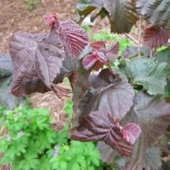 Corylus Avellana Red Majestic 8 Corylus Avellana Red Majestic -Plant Series Store Corylus avellana Red Majestic 05