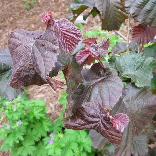 Corylus Avellana Red Majestic 4 Corylus Avellana Red Majestic - Image 4