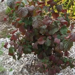 Corylus Avellana Red Majestic 9 Corylus Avellana Red Majestic -Plant Series Store Corylus avellana Red Majestic 06
