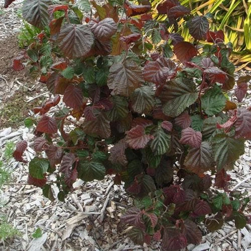 Corylus Avellana Red Majestic 5 Corylus Avellana Red Majestic - Image 5