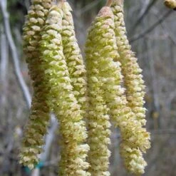 Corylus Avellana Aurea -Plant Series Store Corylus avellana Aurea 03x