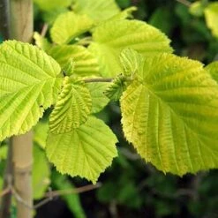 Corylus Avellana Aurea -Plant Series Store Corylus avellana Aurea 04x