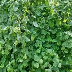 Corylus Avellana Scooter -Plant Series Store Corylusavellanascooter02