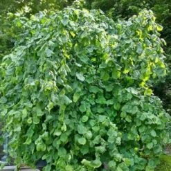 Corylus Avellana Scooter -Plant Series Store Corylusavellanascooter04