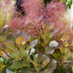 Cotinus Coggygria Flamissimo -Plant Series Store Cotinuscog. Flamissimo 02
