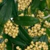 Cotoneaster Rothschildianus
