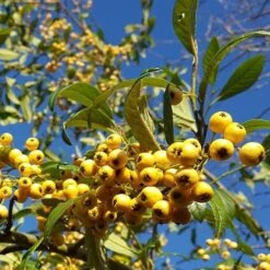 Cotoneaster Rothschildianus -Plant Series Store Cotoneaster Rothschildianus 04