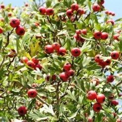 Crataegus Azarolus Geraki -Plant Series Store Crataegus azarolus Geraki 03