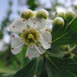 Crataegus Azarolus Geraki -Plant Series Store Crataegus azarolus Geraki 04