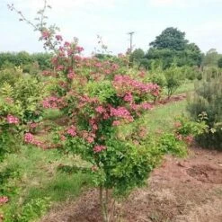 Crataegus Crimson Cloud -Plant Series Store Crataegus Crimson Cloud 01x