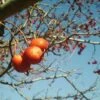 Crataegus Chinensis Syn. Pinnatifida