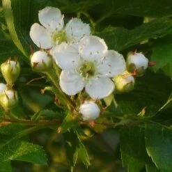 Crataegus Chinensis Syn. Pinnatifida -Plant Series Store Crataegus chinensis pinnatifida 03
