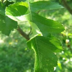 Crataegus Chinensis Syn. Pinnatifida -Plant Series Store Crataegus chinensis pinnatifida 05