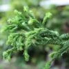 Cryptomeria Japonica Rasen