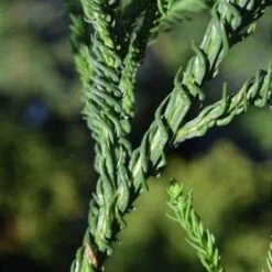 Cryptomeria Japonica Rasen -Plant Series Store Cryptomeria japonica Rasen 03