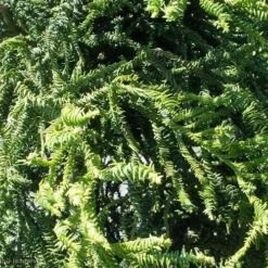 Cryptomeria Japonica Rasen -Plant Series Store Cryptomeria japonica Rasen 04