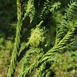 Cryptomeria Japonica Rasen -Plant Series Store Cryptomeria japonica Rasen 05
