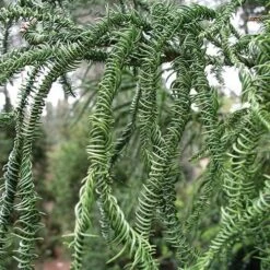 Cryptomeria Japonica Rasen -Plant Series Store Cryptomeria japonica Rasen 06