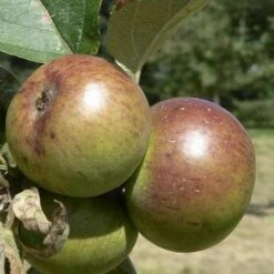 Apple Dabinett -Plant Series Store Dabinett 03