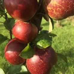 Apple Dabinett -Plant Series Store Dabinett 04