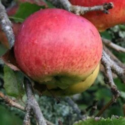 Apple Dabinett -Plant Series Store Dabinett 05