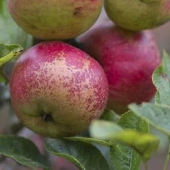 Apple Dabinett -Plant Series Store Dabinett 06