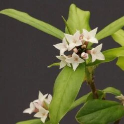 Daphne X Spring Herald -Plant Series Store Daphne bholua Spring Herald 03