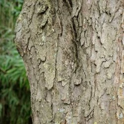 Davidia Involucrata - Handkerchief Tree -Plant Series Store Davidia involucrata 03
